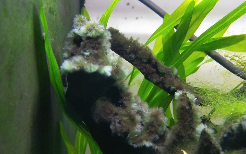 沉木上出黑毛藻了也挺好看的