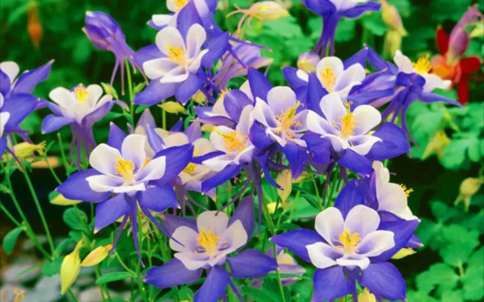 【日记】试图进行一个琉璃百合的养·ep.1 下单