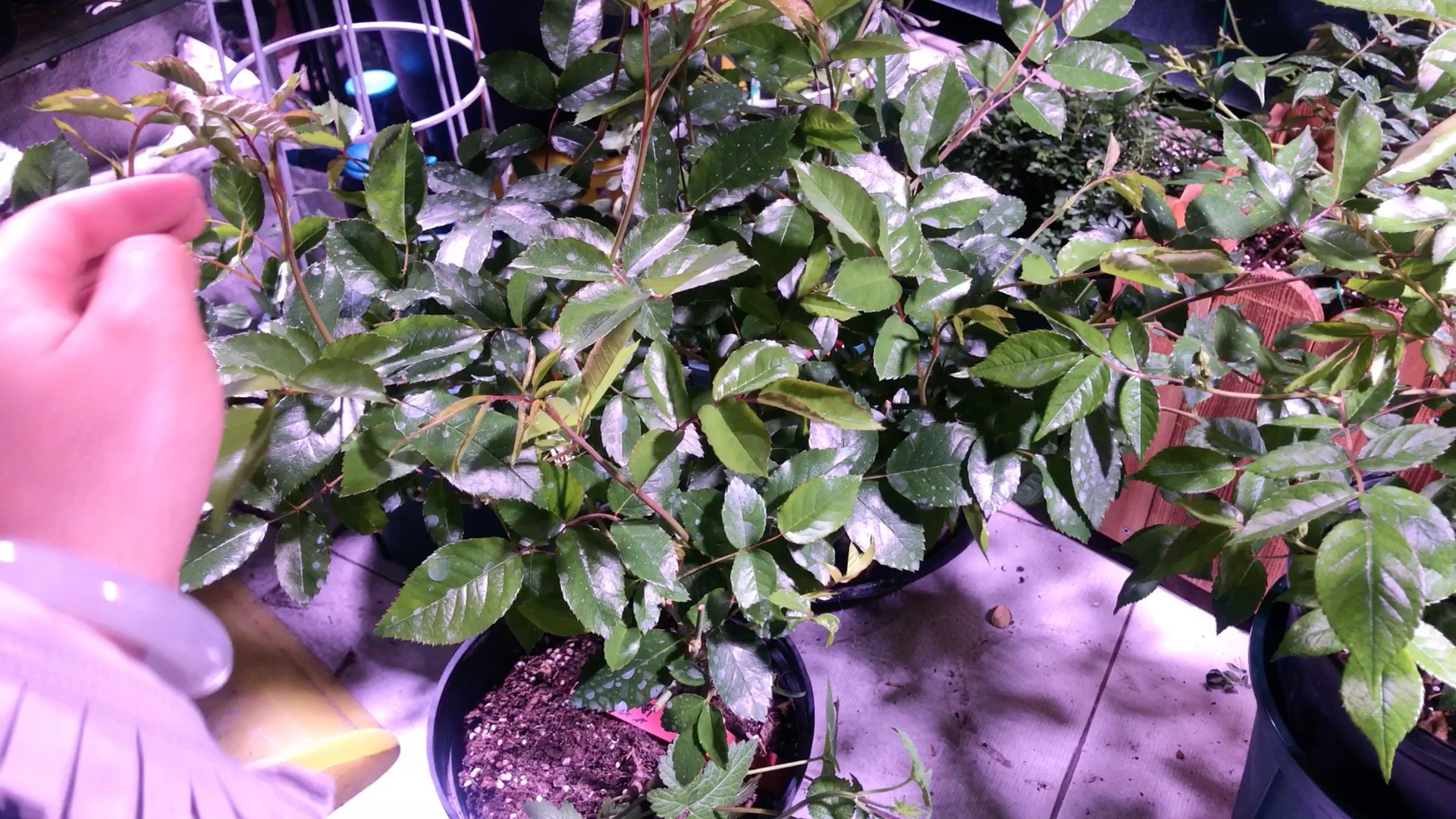 葡萄冰山 没刺的月季