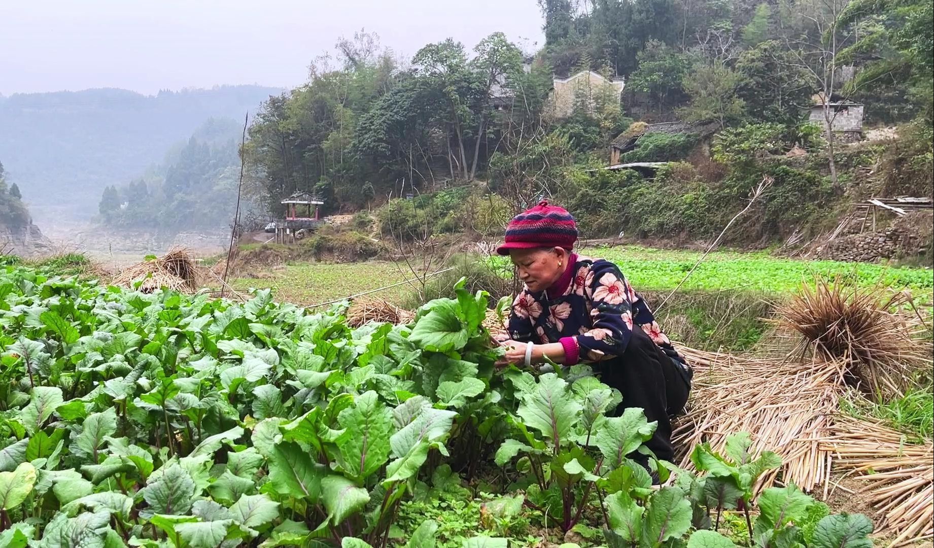 又到种红根菜的时候了,跟邻居家拔22根菜苗,够一家人吃了哔哩哔哩bilibili