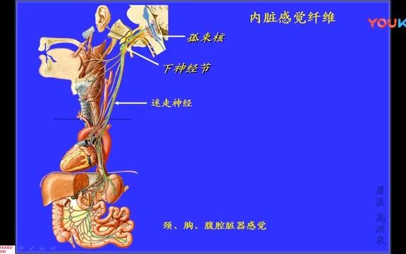 迷走神经兴奋图片