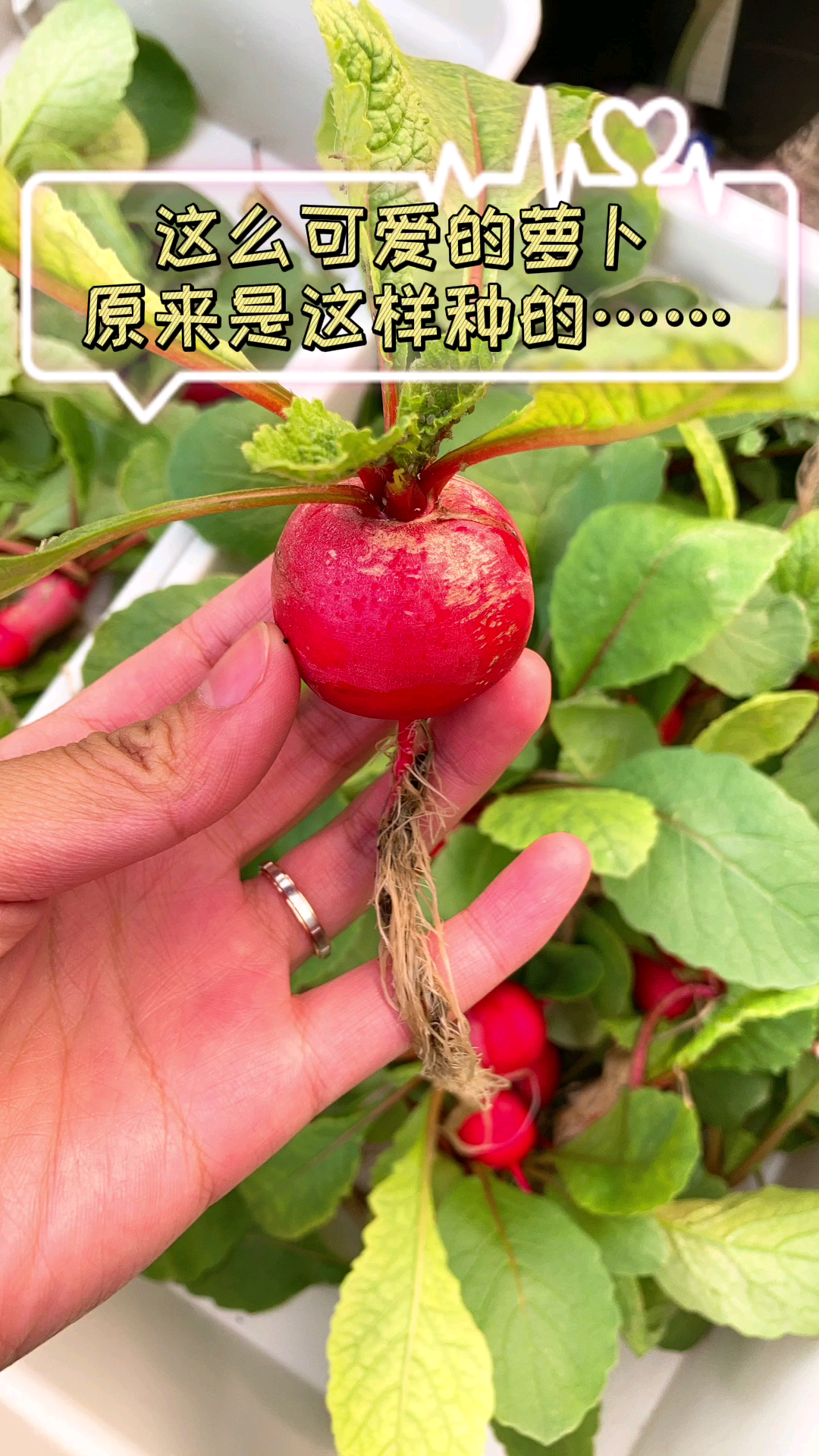 无土栽培萝卜原来是这么种,快来看看!