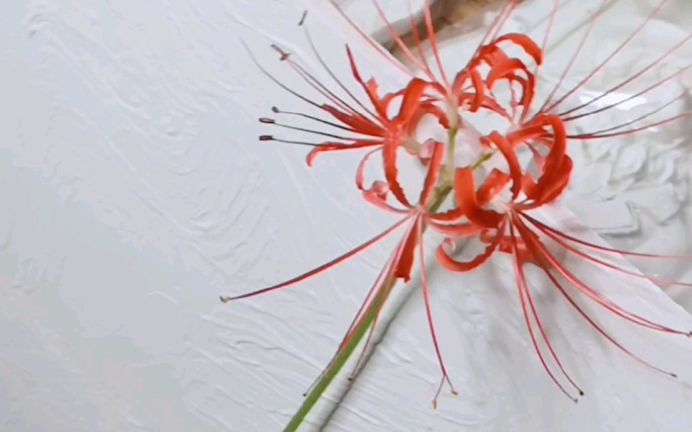 水培的彼岸花能开吗?