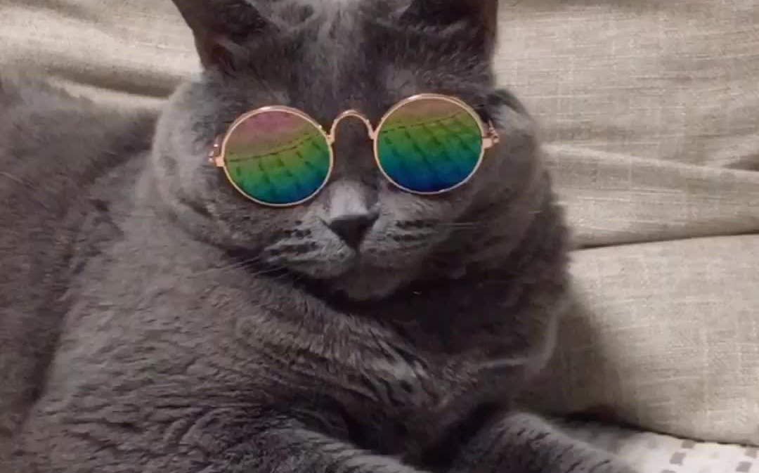 第一次去蹦迪的豆汁儿戴着墨镜有点懵09