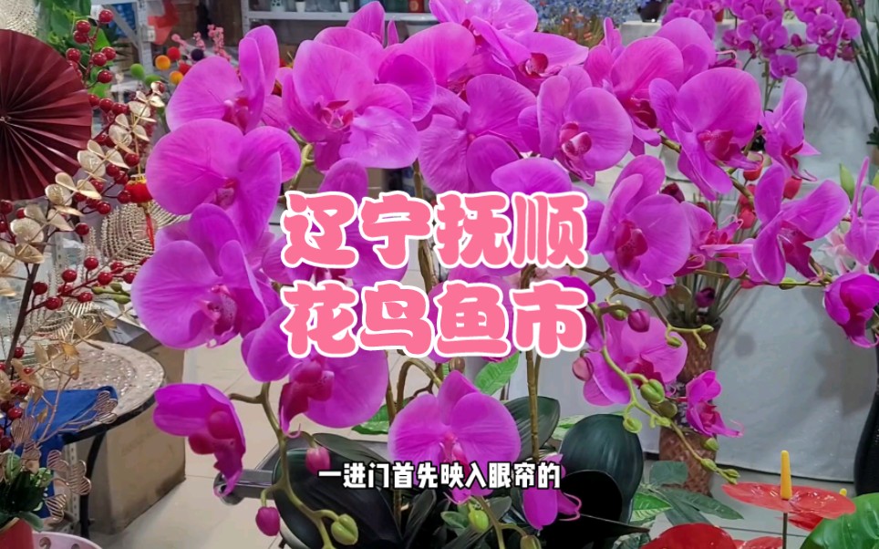 辽宁抚顺花鸟鱼市哔哩哔哩bilibili