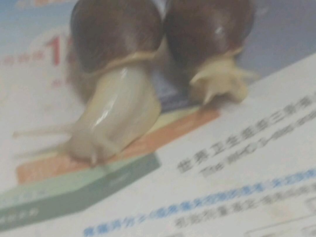 请各位给我的蜗牛取个名子𐟘Š哔哩哔哩bilibili