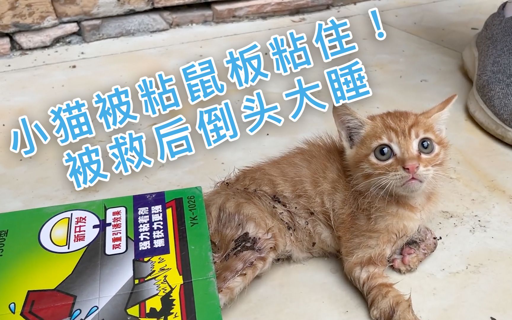 小猫被粘鼠板粘住,被救后倒头大睡