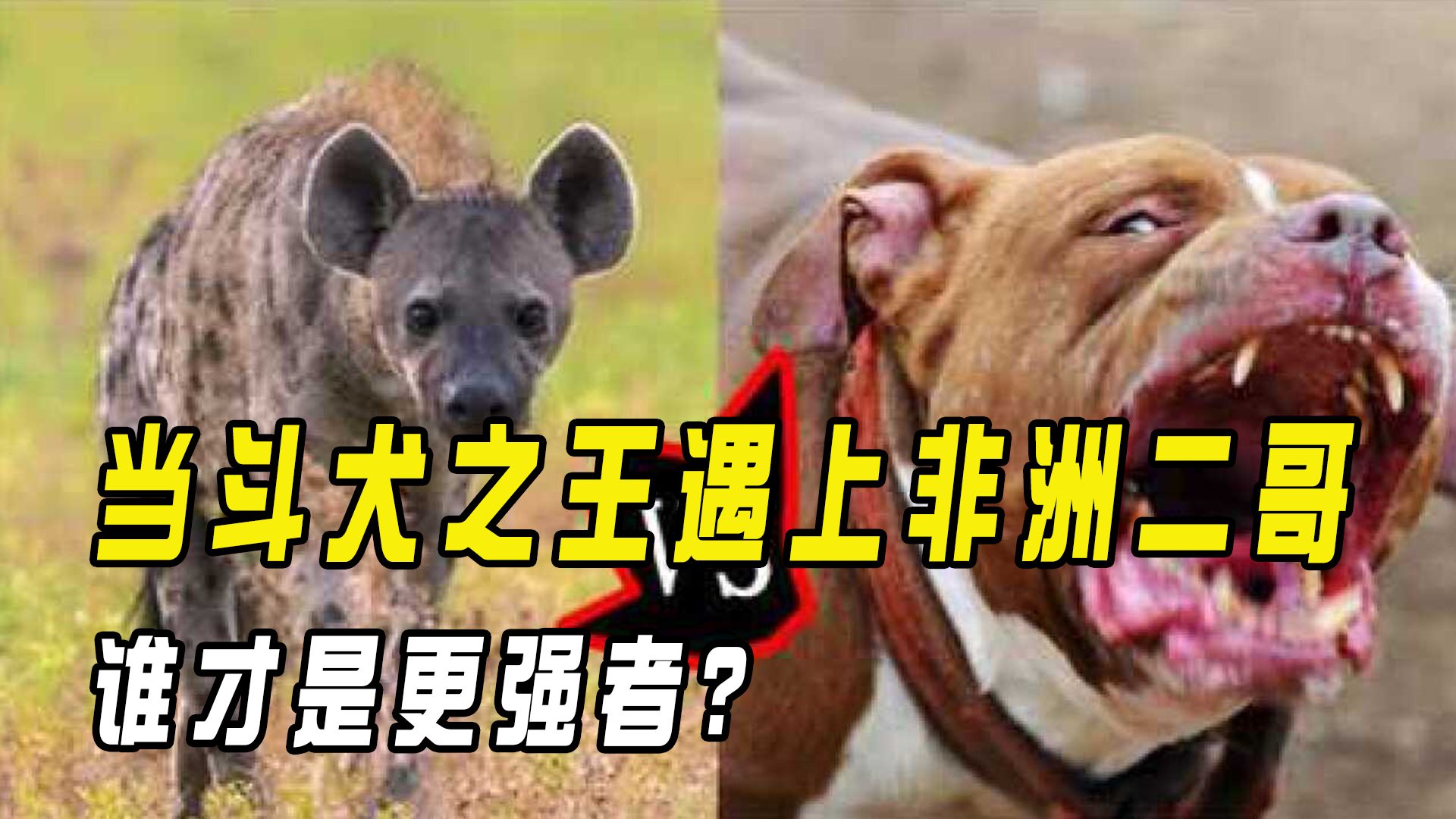 比特犬大战斑鬣狗,当斗犬之王遇上非洲二哥,谁才是更强者?