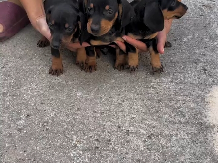 黑粉丝挑选铁包金腊肠犬.