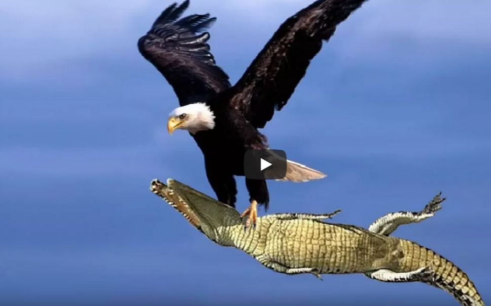 地上老虎,天上老鹰,看看老鹰捕猎有多厉害._哔哩哔哩_bilibili