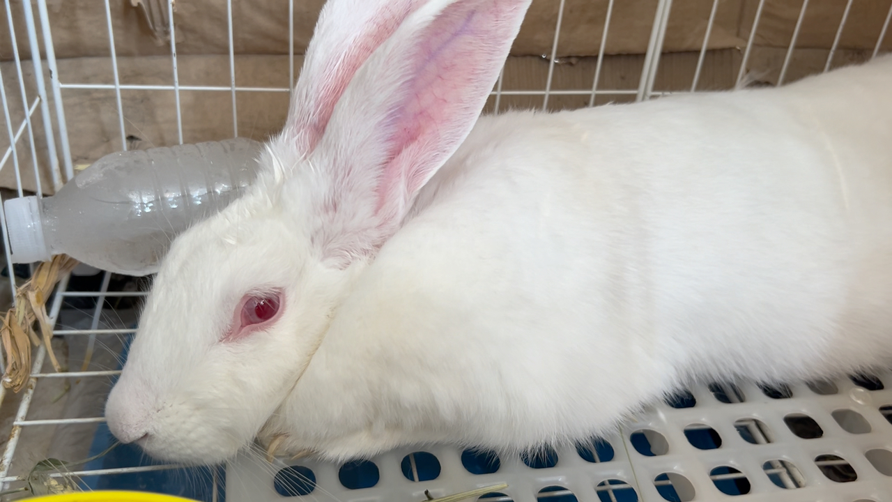 兔子真听话,让它睡觉就睡觉98