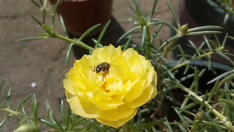 7月4日花开记录 昆虫 我爱花 花爱我 我和花儿甜蜜蜜 哔哩哔哩