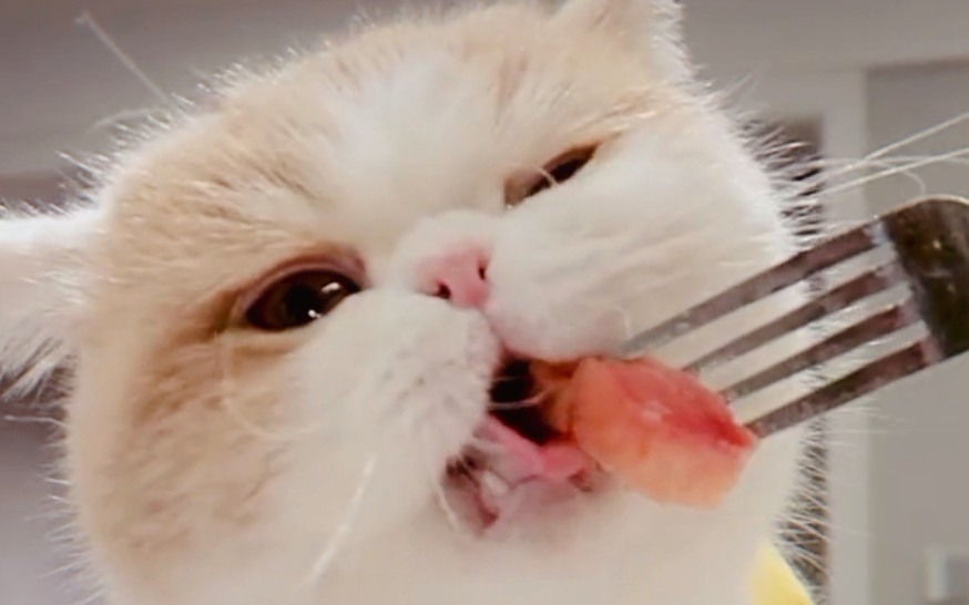 怀特喵先生吃可爱长大