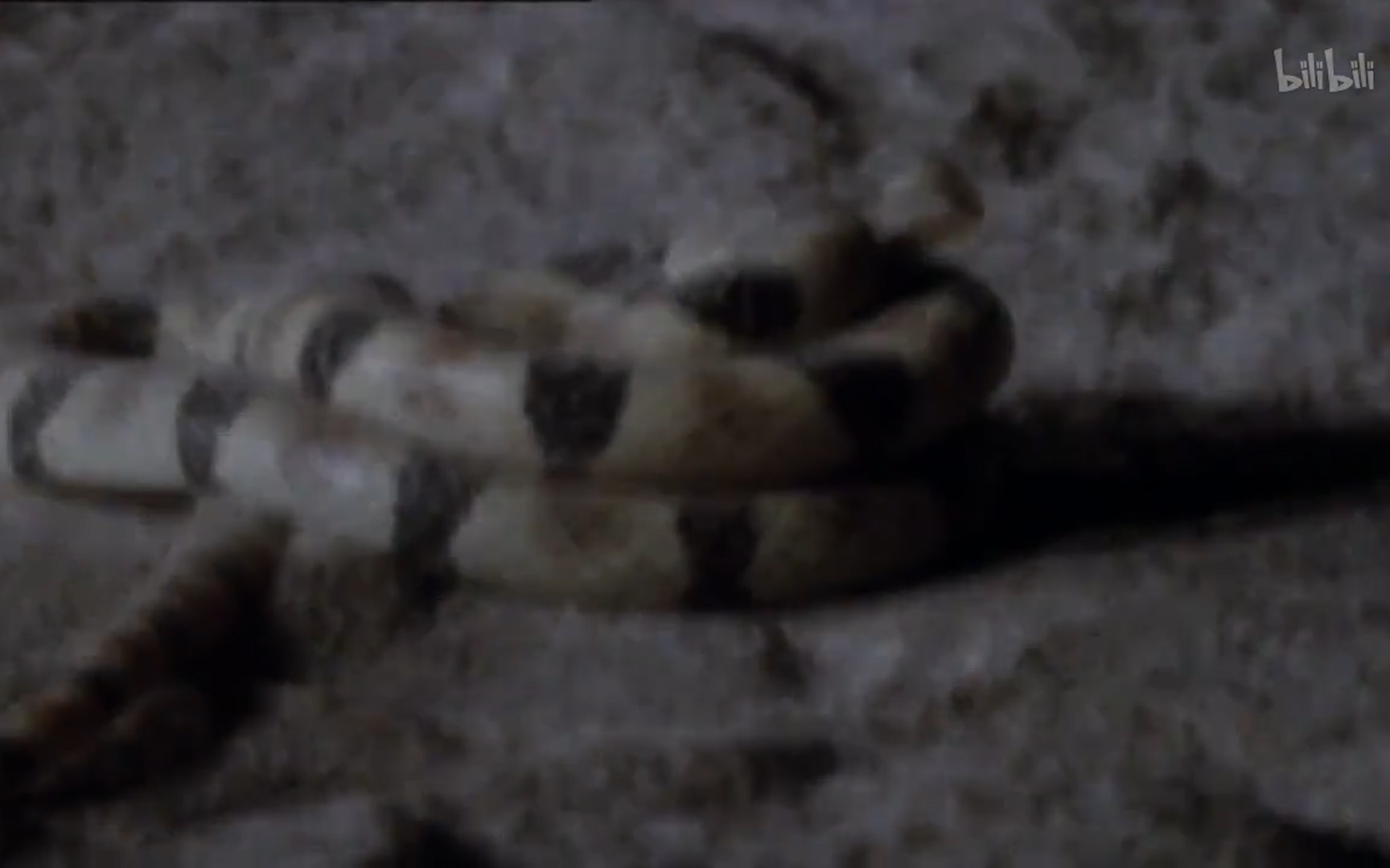 十大致命生物 第二季看点6纪录片全集高清正版在线观看bilibili哔哩哔哩