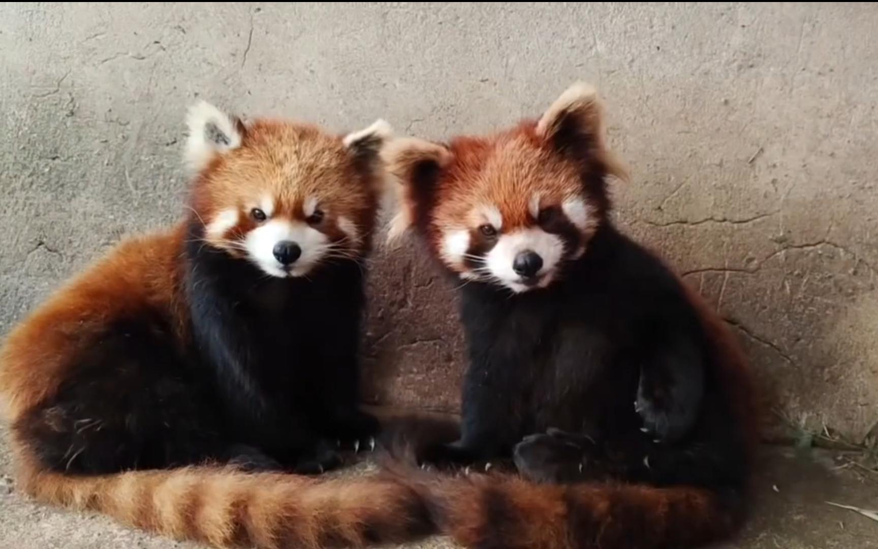 两个可爱的小熊猫互相舔舔