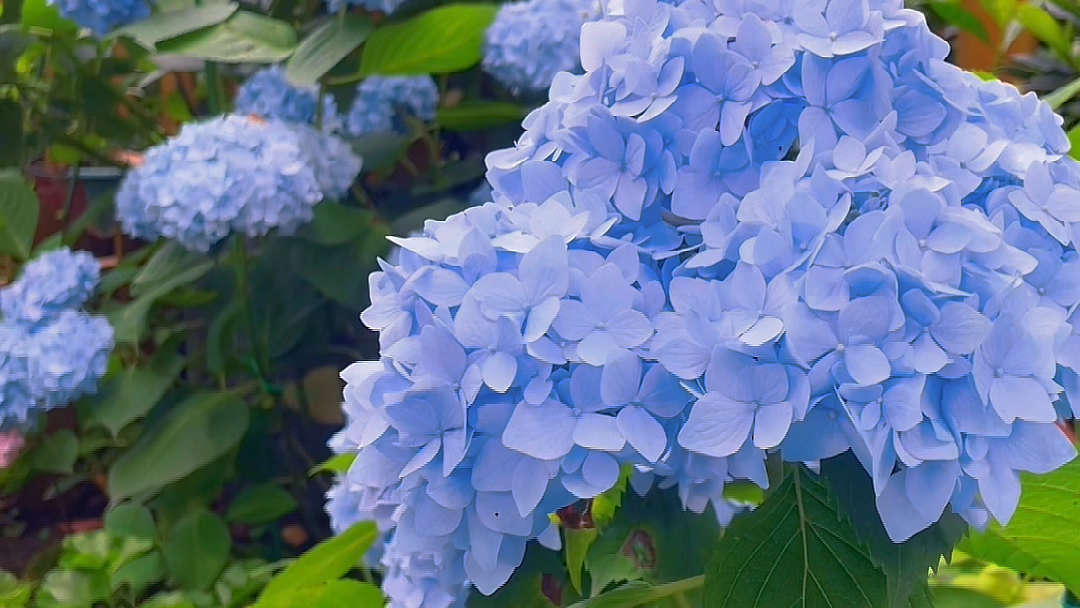 致高考:祝你前程似锦,一路繁花