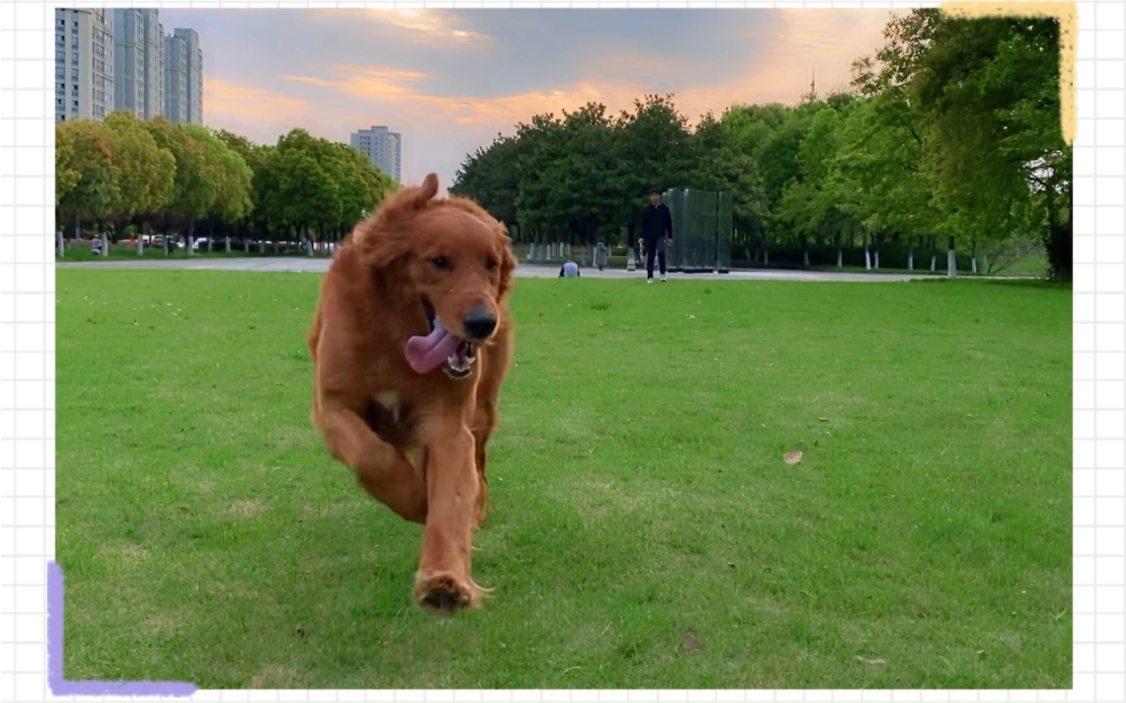 活动作品脱缰的野狗