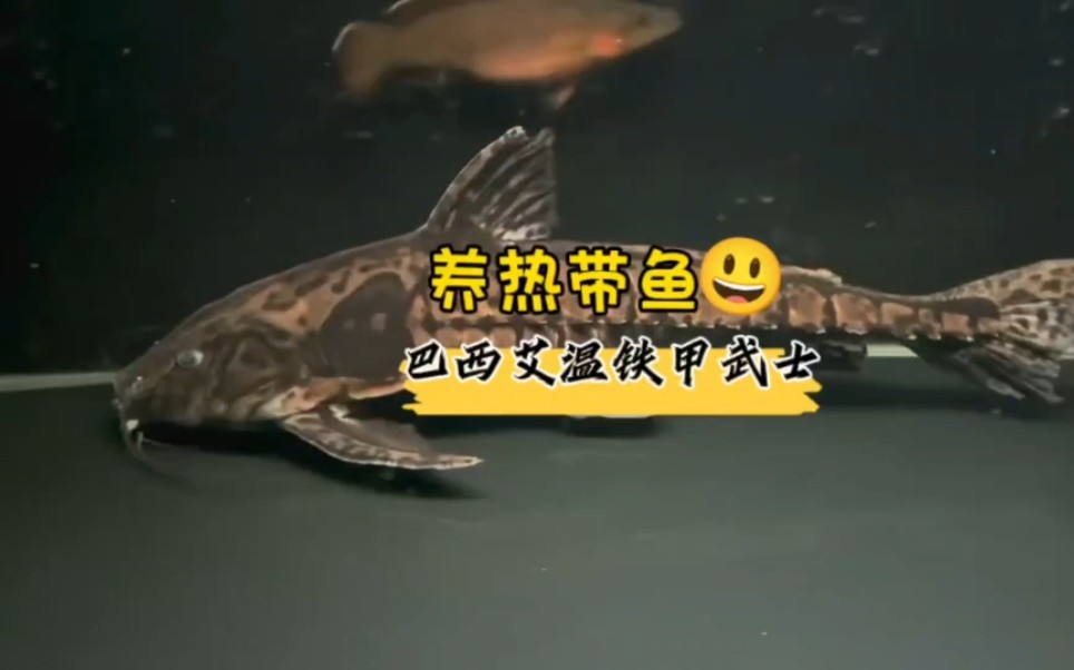 养热带鱼 巴西艾温铁甲武士
