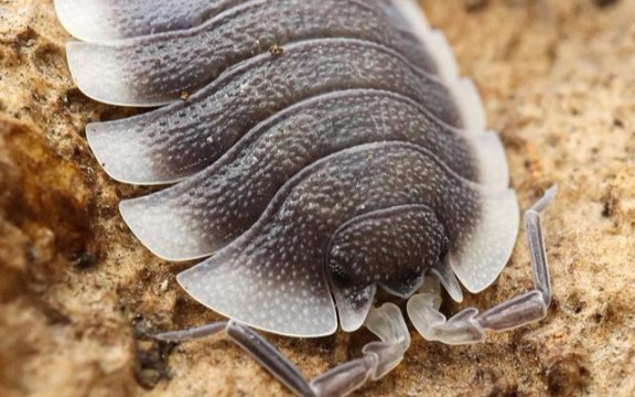 爱琴海宽型鼠妇