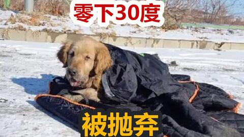 中华田园犬只值5元 探访乡村赶集市场 土狗价格实在感人 哔哩哔哩 Bilibili