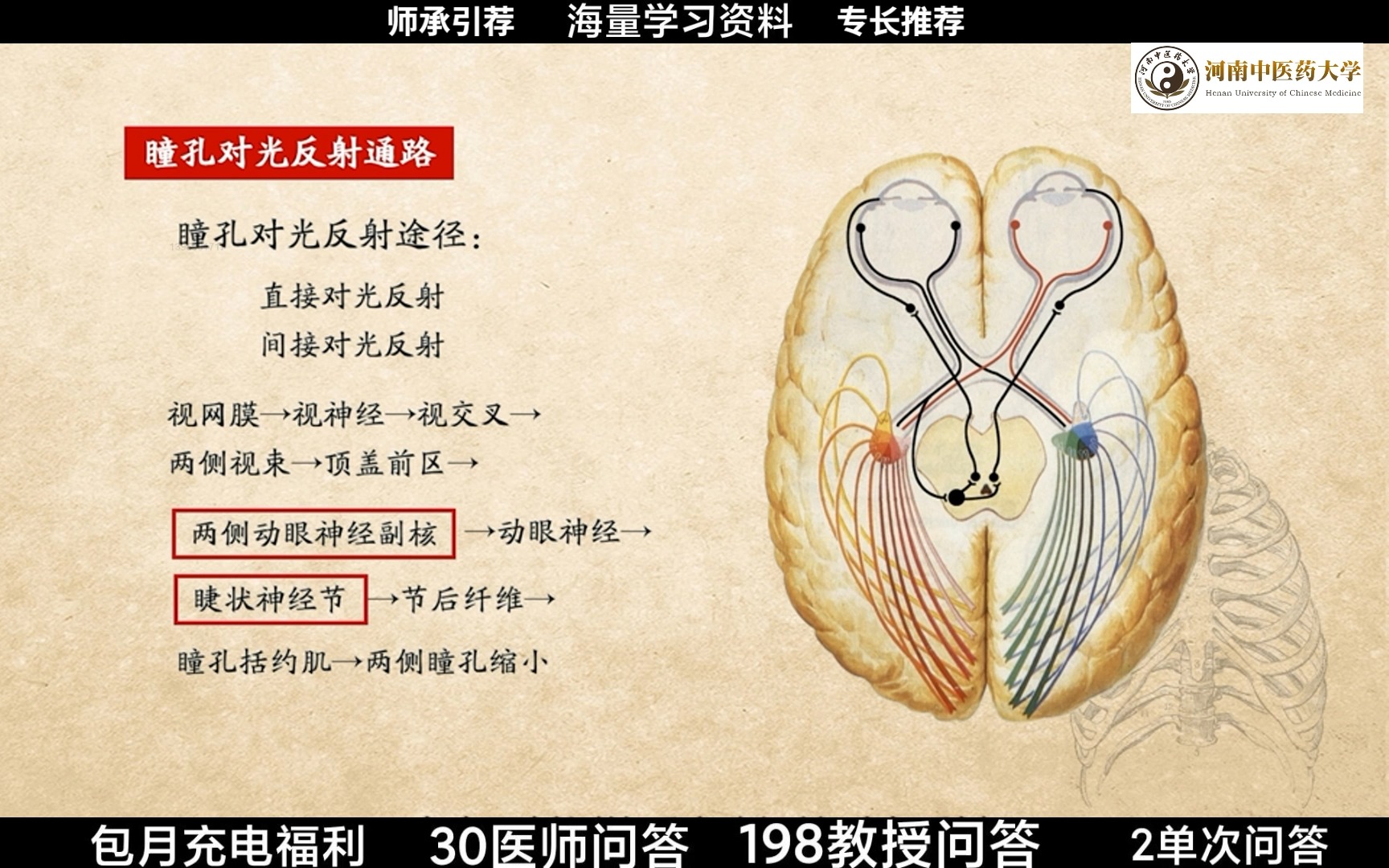 浅感觉传导通路图片