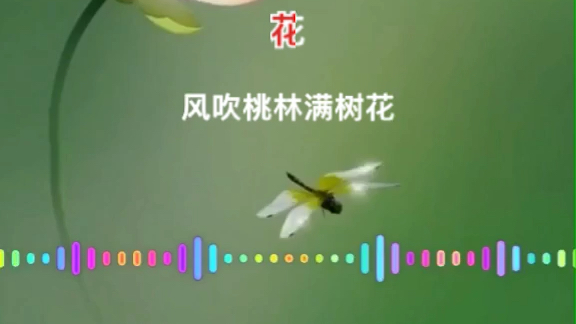 [图]桃花运Dj版