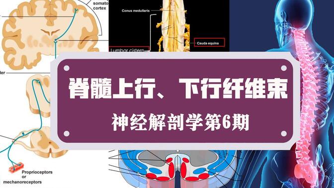 上行纤维束图片