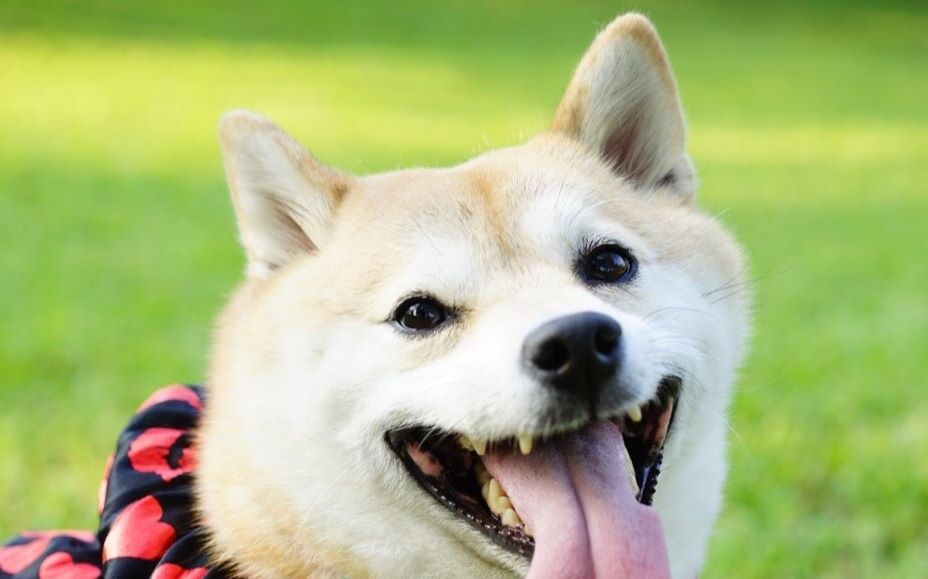 柴犬mika的欢脱日常