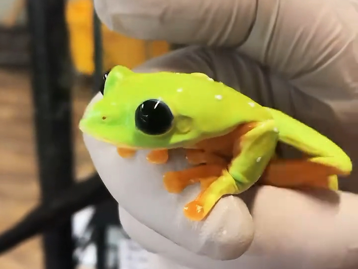 你见过吗?#黑眼树蛙