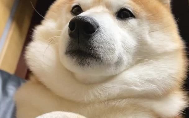 犬の双下巴:胖子竟是我自己