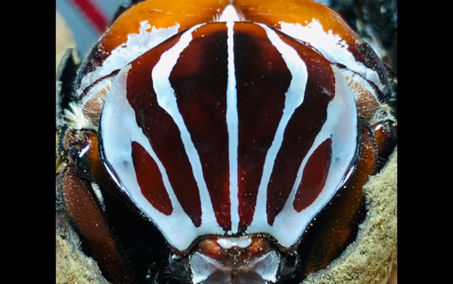 震惊大王花金龟居然是从皮蛋里钻出来的