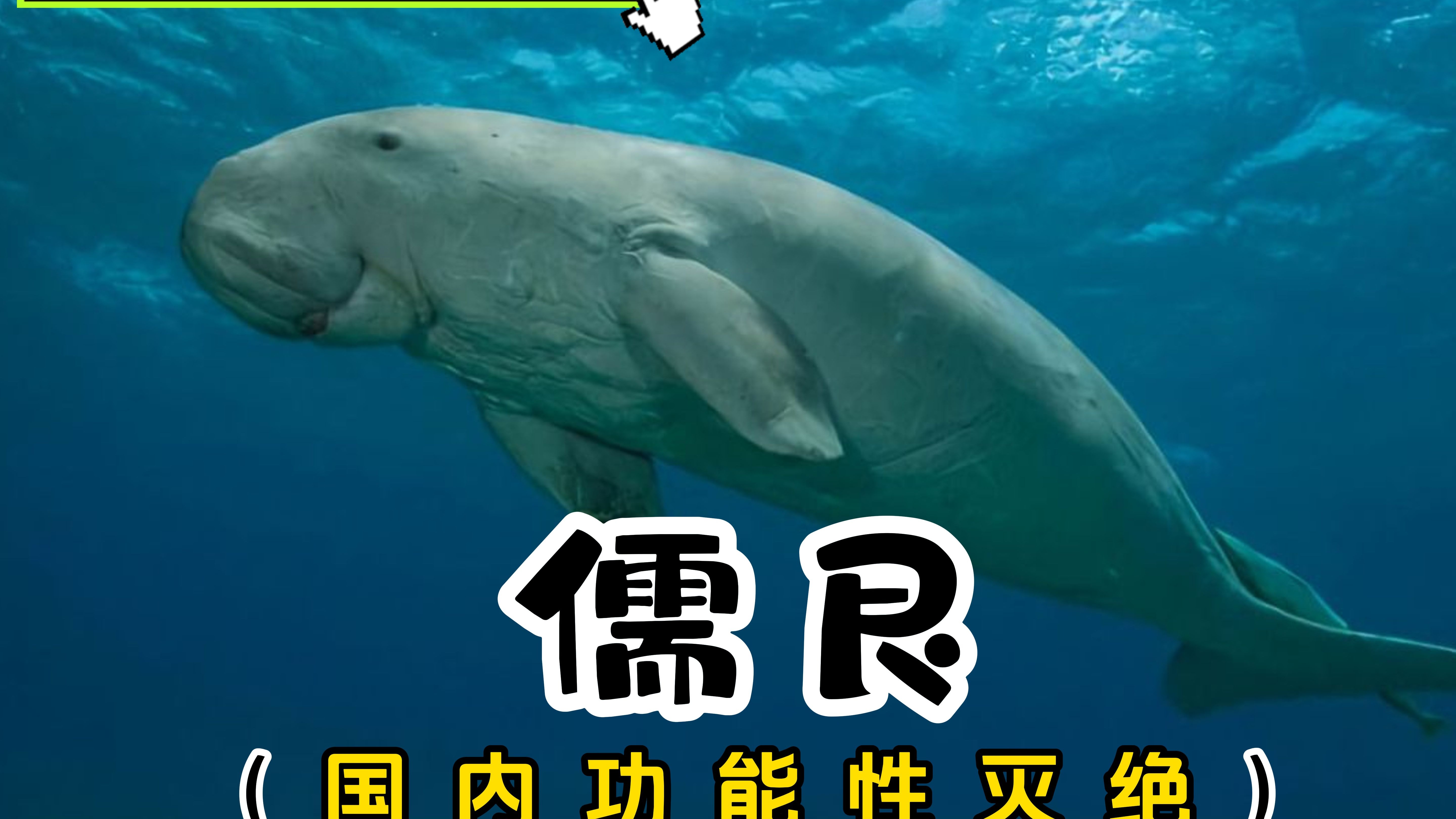 儒艮:你知道传说中的的美人鱼长什么样吗?