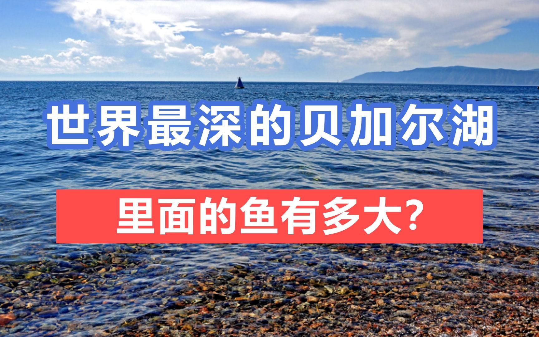 水深730米的贝加尔湖,年产鱼达30亿斤,这里面的鱼究竟有多少?