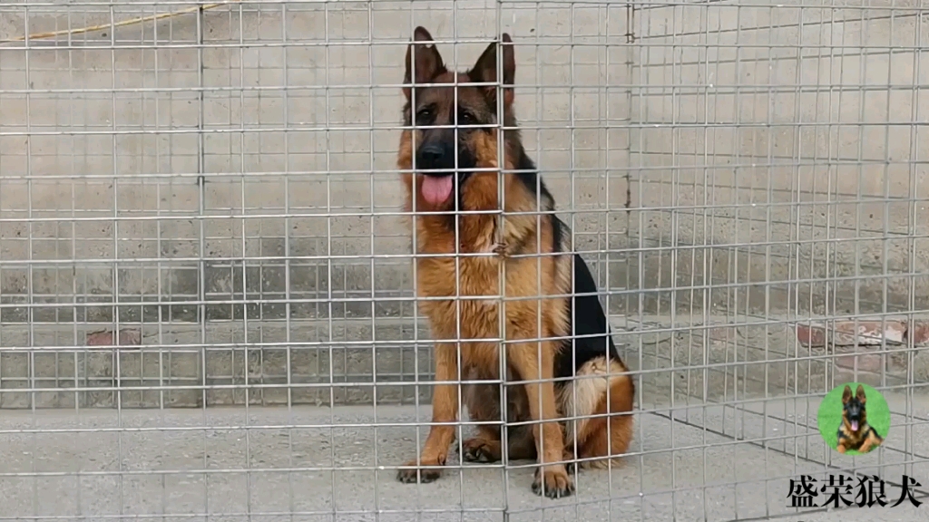 德国牧羊犬 赛级德牧 纯种德牧