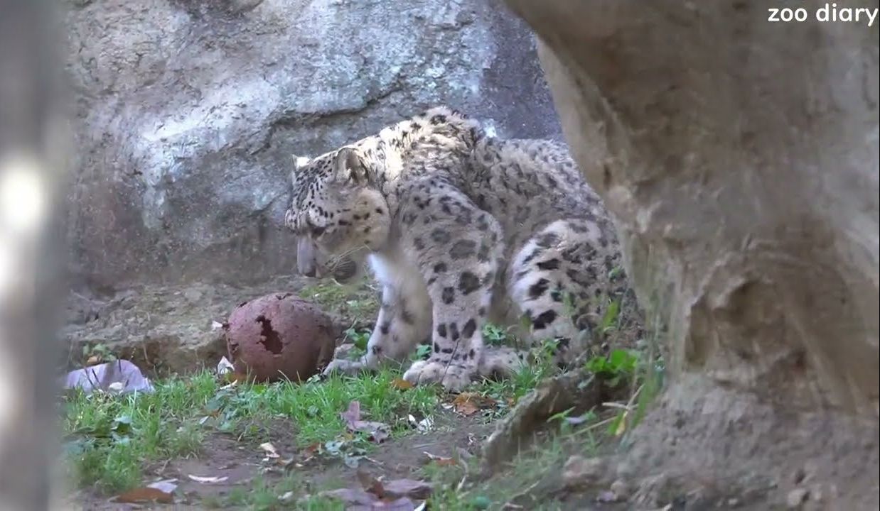 多摩动物园 慵懒的雪豹 pt.47