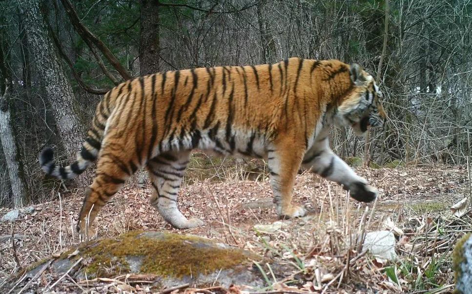 一只年轻东北虎从镜头前经过