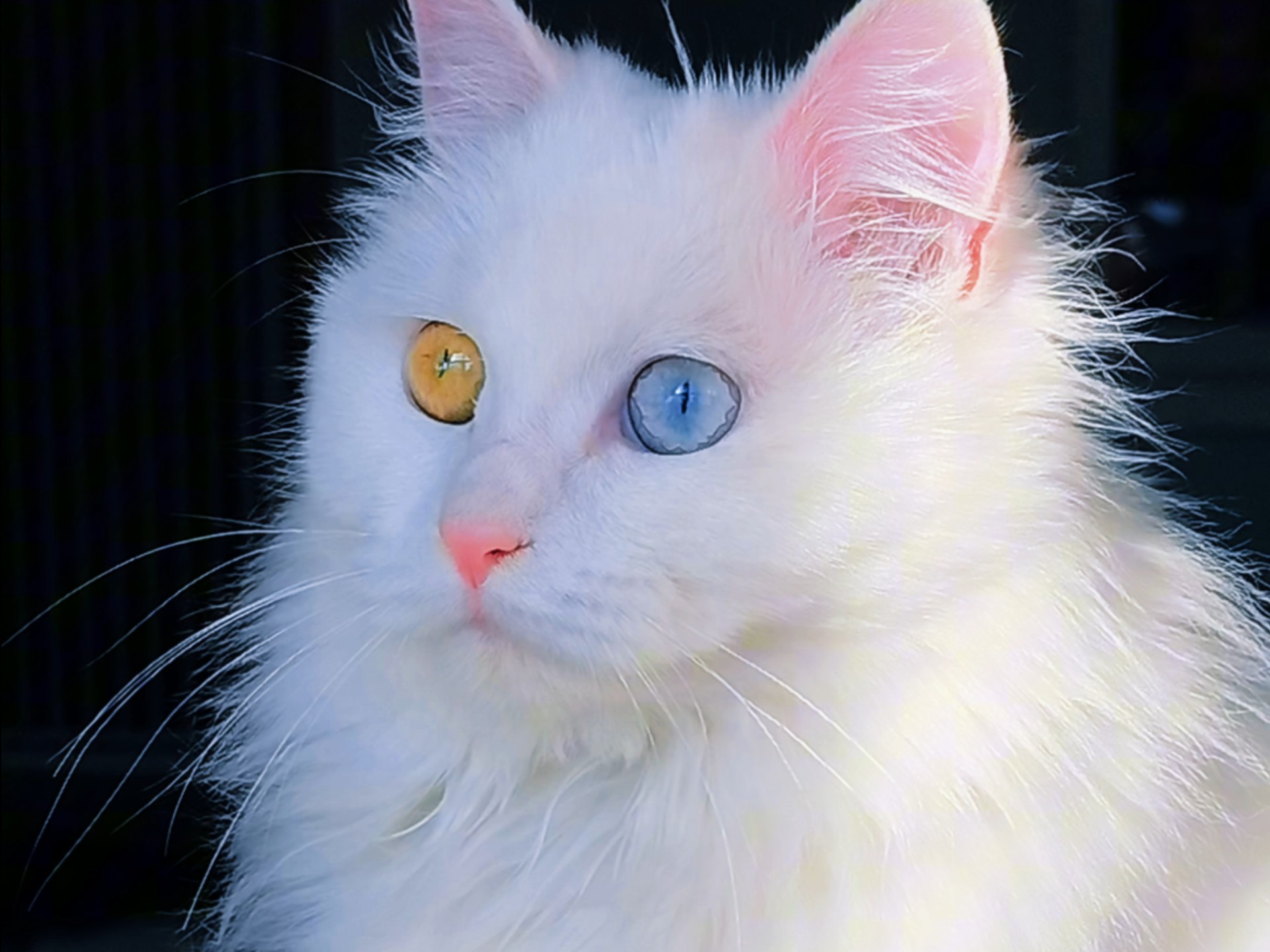 临清狮子猫纯白异瞳狮子猫