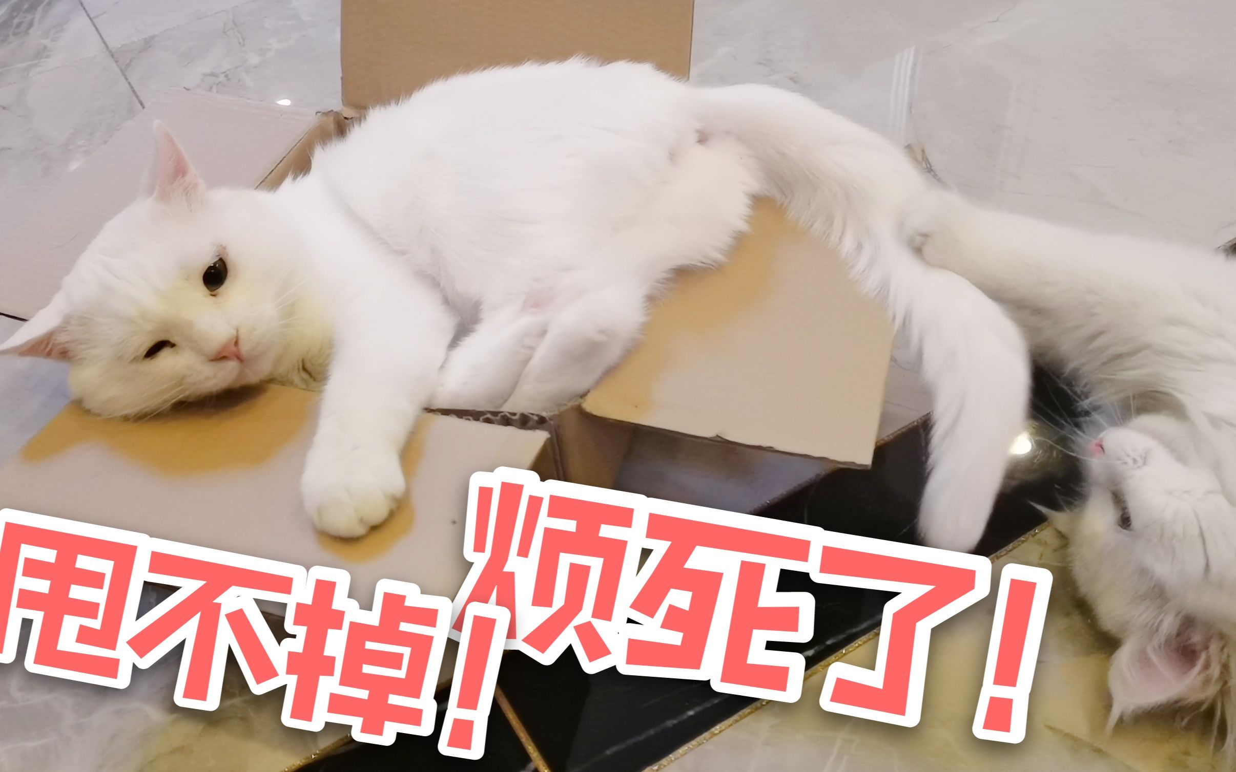 烦死了!小猫咪为什么要长尾巴!哔哩哔哩bilibili