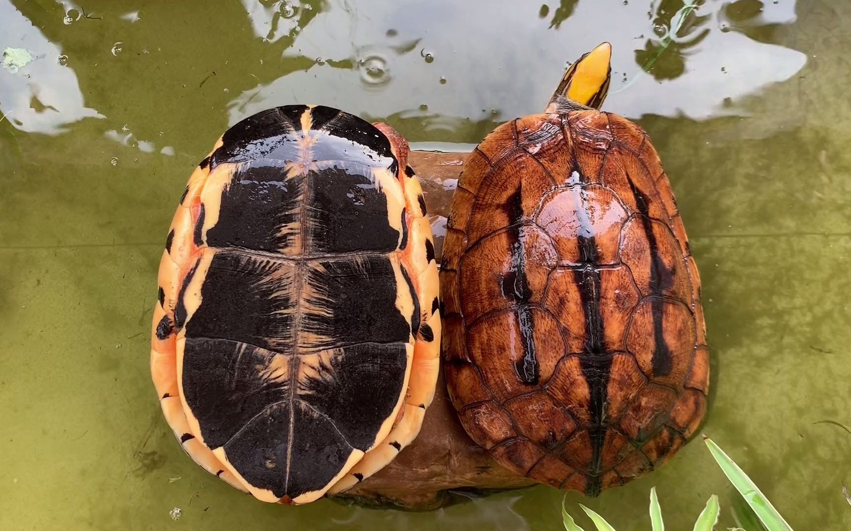 名贵龟品种图片