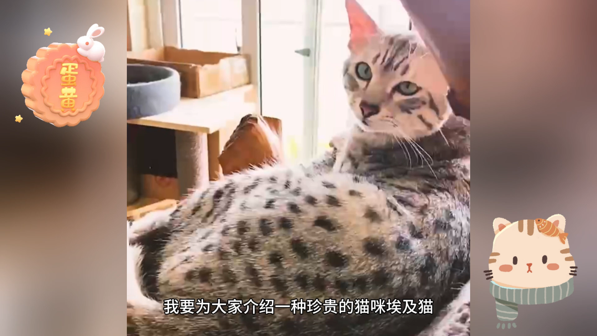 [图]最古老的埃及猫