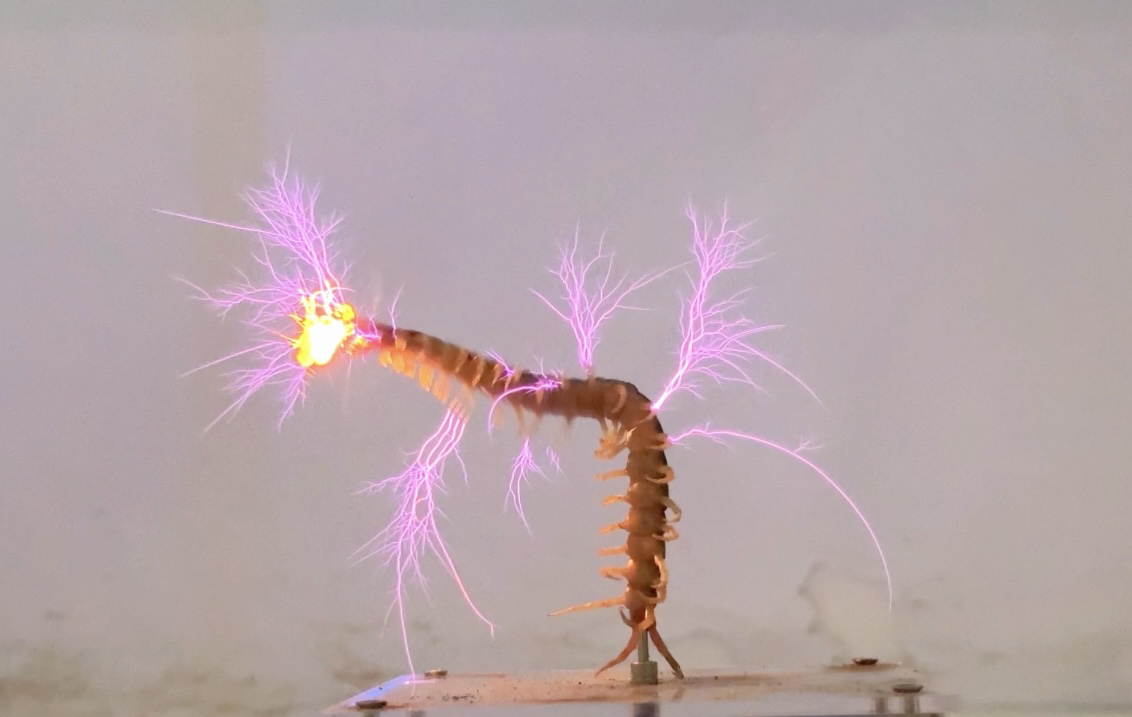 蜈蚣渡劫!(全程高能)