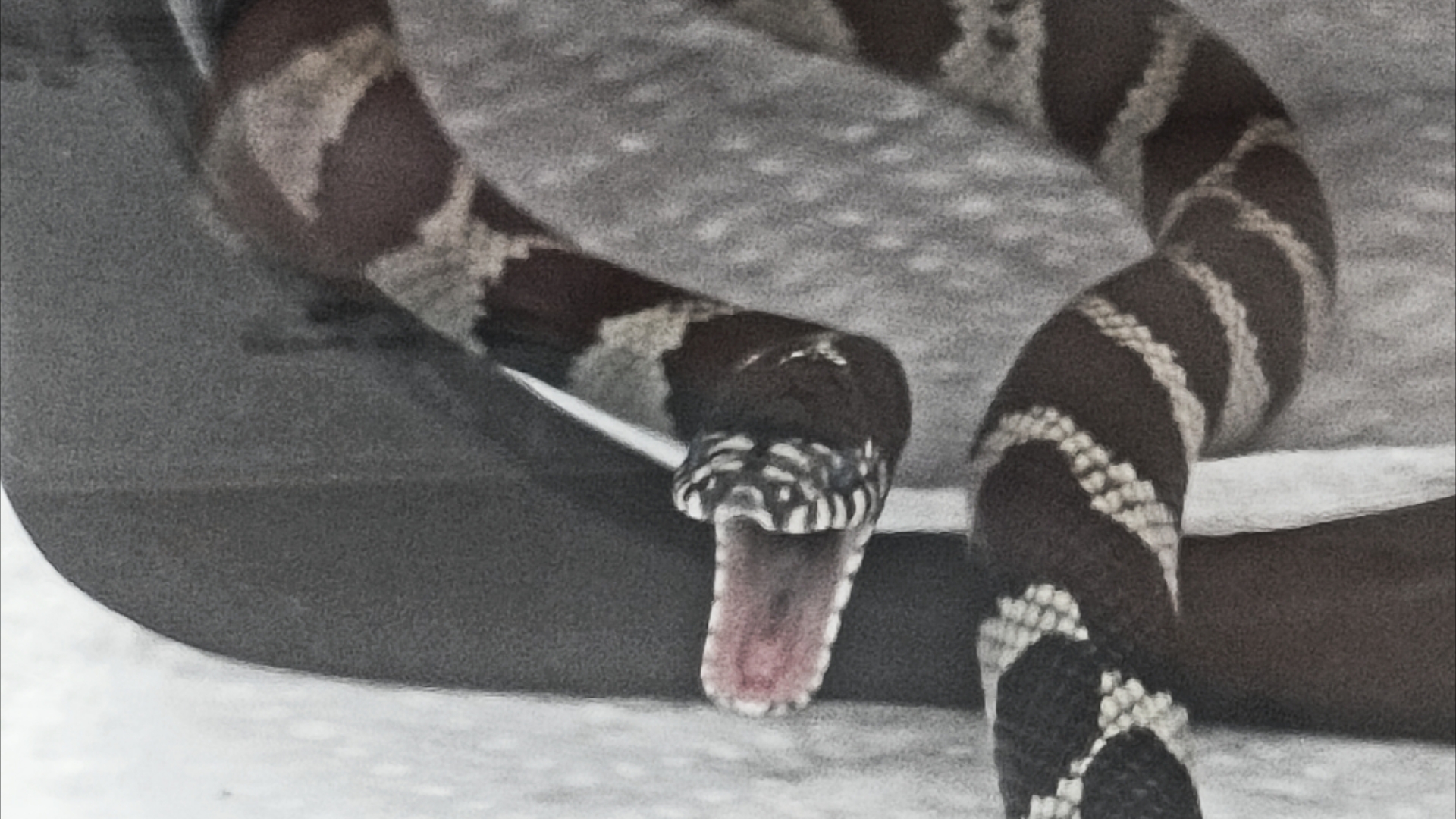 加州王蛇我的小狗嘿嘿