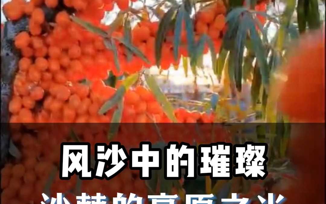 小金沙棘高原上的生命之果哔哩哔哩bilibili