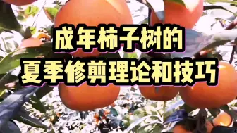 Tải video: 柿子树夏季修剪技巧，强烈推荐专业农业技能，全免费果农必备