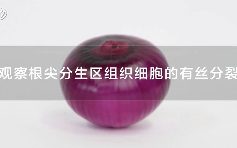 【生物学必修1】示范实验观察根尖分生区组织细胞的有丝分裂分子与细胞新人教版新教材部编版统编新课改版高中202019新高考新课标正课讲解网课清晰 ...