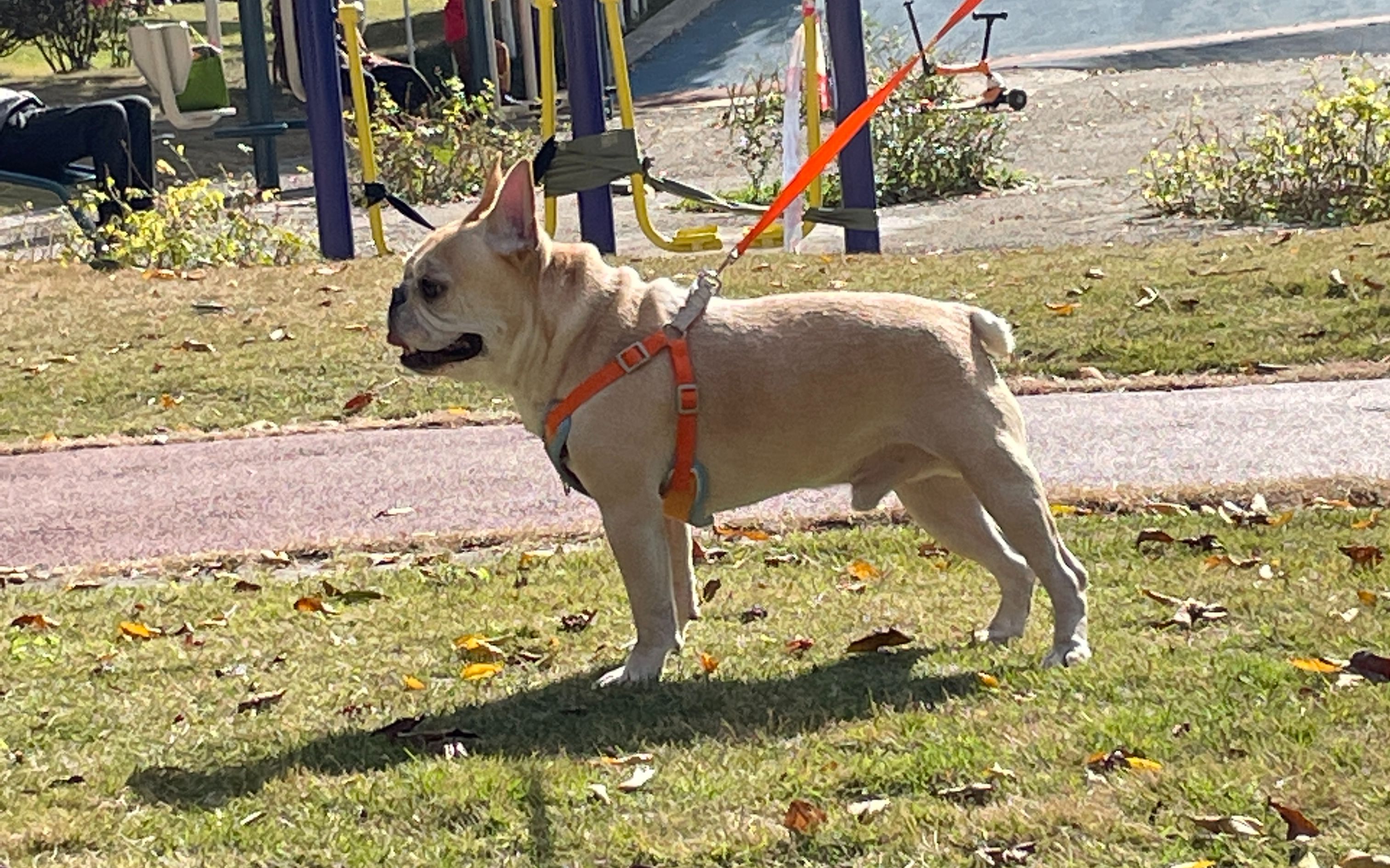 法斗瘫痪 2个月痊愈记录