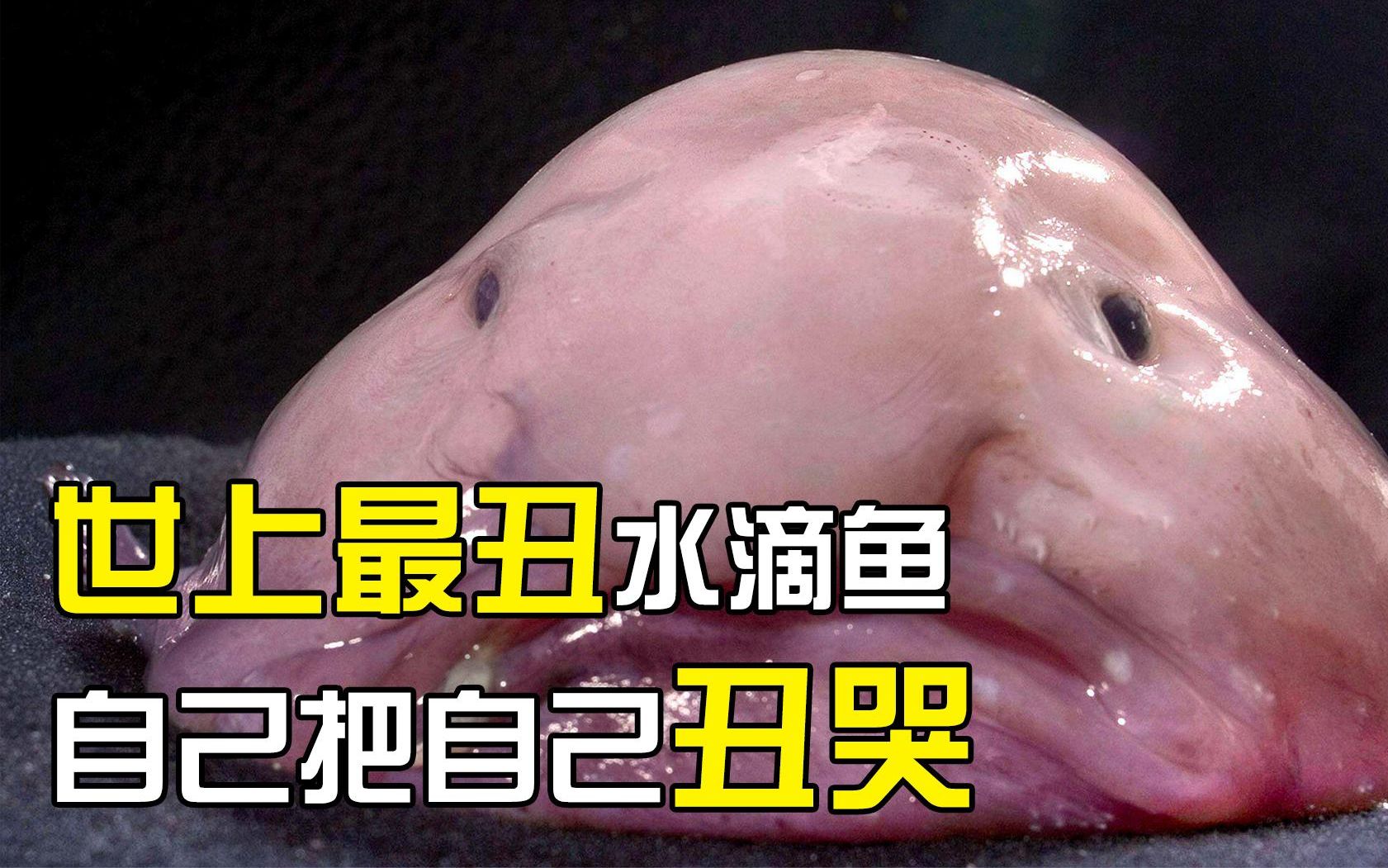 世上最丑的动物水滴鱼,自己能把自己丑哭,但它竟是人为制造