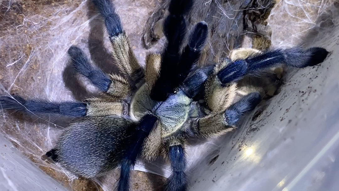 梦幻捕鸟蛛蜕皮了