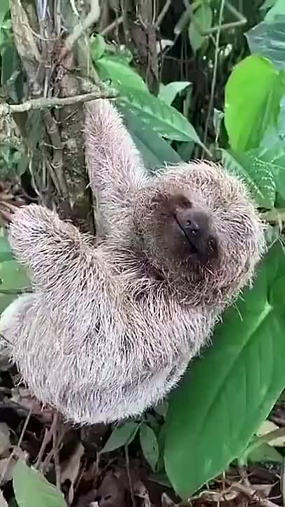 你见过小树懒的微笑吗