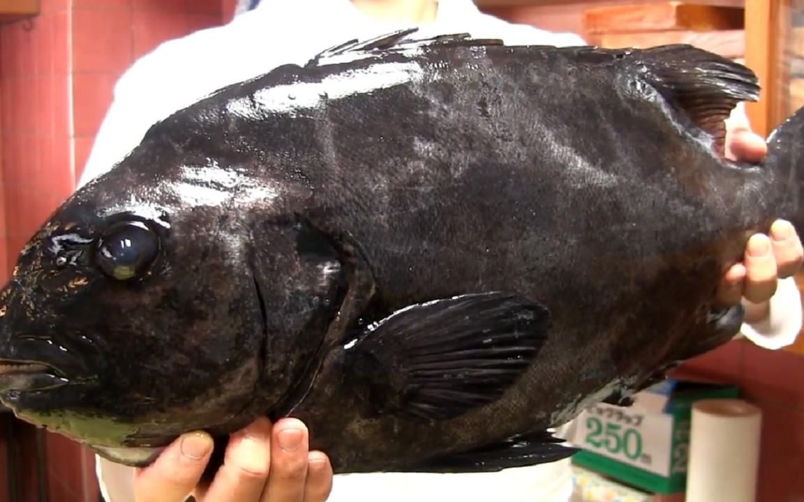 【日料刀工系列】大型石鲷鱼握寿司,意式卡巴乔套餐